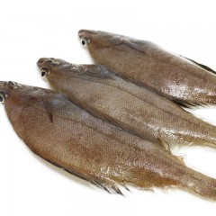 国产 鲜偏口（每斤8-10条）散称/斤