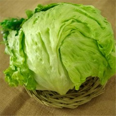 生菜球/团生菜（通货）/斤