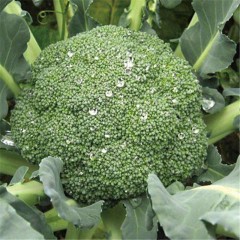 西兰花（通货）/斤