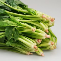 菠菜（通货）/斤