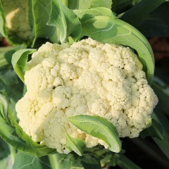 菜花（通货）/斤