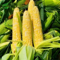 玉米