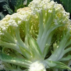 散菜花 普通 10斤/袋