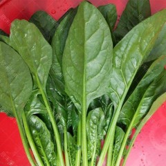 菠菜 5斤/袋