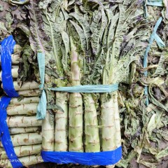 莴笋 带叶 带皮 杆部15-20cm 10斤/袋