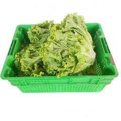 散生菜 普通 3斤/筐