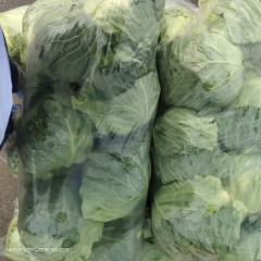 圆白菜 紧实 本地新鲜到货 30斤/袋