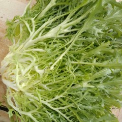 苦苣 3斤/袋