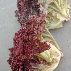 紫叶生菜 中棵 叶长15厘米左右 2斤/袋