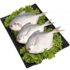 鲜平鱼 1-2两/条
