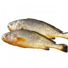大黄鱼 500g/袋