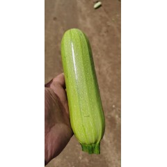 西葫芦 普通 长度15-20厘米无弯曲 5斤/袋