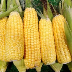 玉米 甜（直采）带壳 5斤/袋