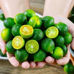 海南小金桔 2斤/箱