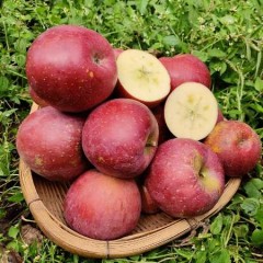 大凉山糖心丑苹果 中果 5斤/箱