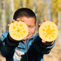 新疆阿克苏冰糖心苹果 5斤/箱