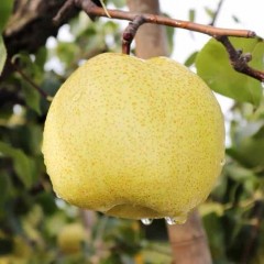 砀山酥梨 9斤/箱