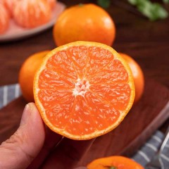 浙江涌泉蜜桔 5斤/箱
