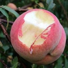 冬雪蜜桃 大果 5斤/箱