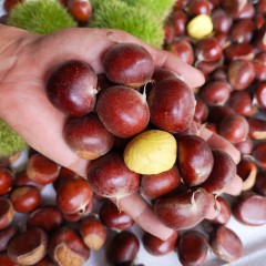 高山鲜板栗 3斤/箱